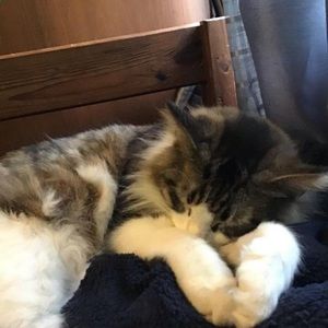 Meet your Posher, Damien